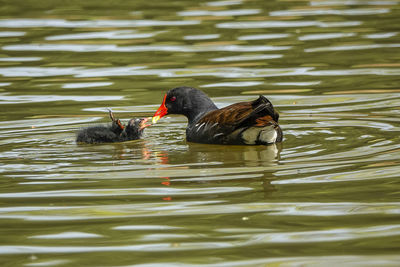 Two ducks swimming in lake