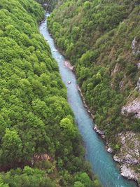 Scenic view of river amidst trees