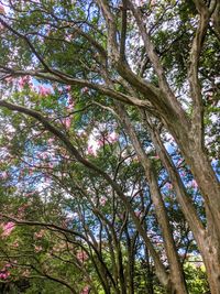 Low angle view of bamboo trees in forest