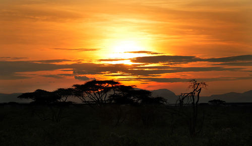 Silhouette of trees during sunset