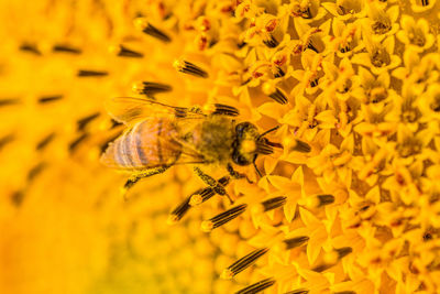 Close-up of bee pollinating on yellow flower