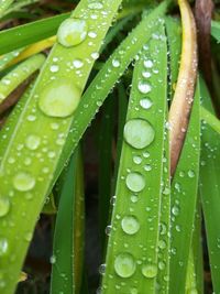 Close-up of wet plant leaves during rainy season