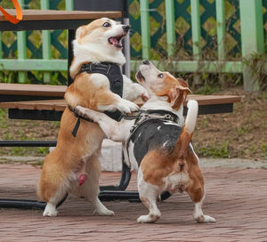 Two dogs sitting outdoors