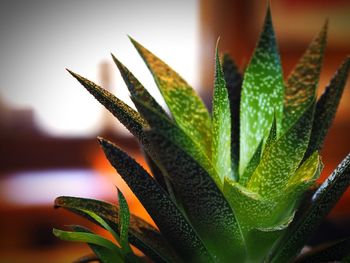 Close-up of succulent plant