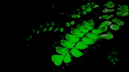 Close-up of illuminated plants at night