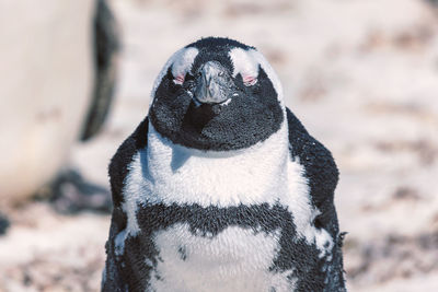 Close-up of an animal during winter