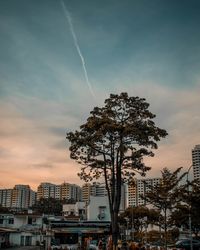 Low angle view of tree and buildings against sky during sunset