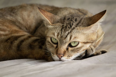 Close-up of cat lying on bed