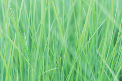 Full frame shot of crops growing on field