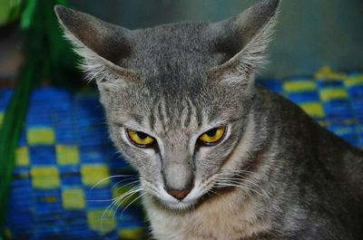 Close-up portrait of cat