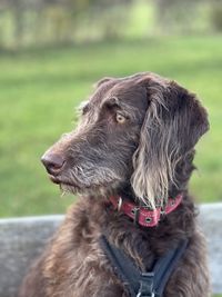 Close-up of brown dog