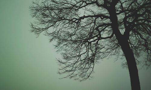 Low angle view of tree against sky