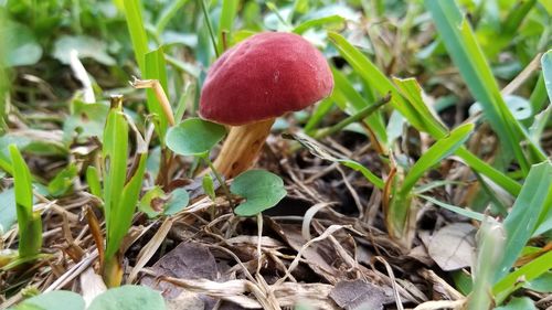 Close-up of mushroom growing on plant