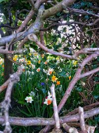 Close-up of flowers on tree