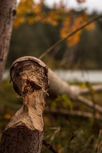 Close-up of tree trunk in forest