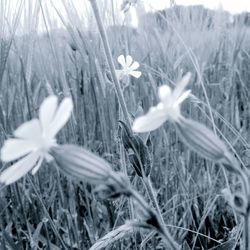 Close-up of white flower blooming in field