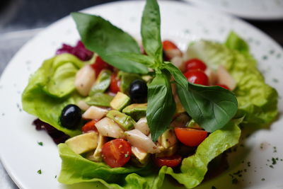 Close-up of salad in plate