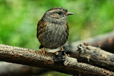 Close-up of bird perching on branch