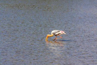 Bird on water