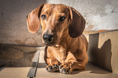 Close-up portrait of a dog