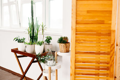 Potted plants on table at home