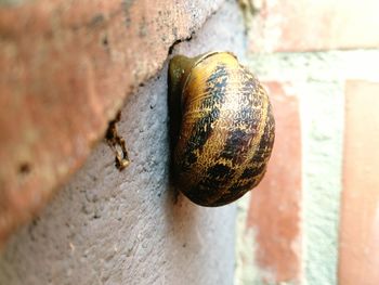 Close-up of snail