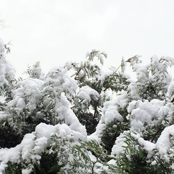 Close-up of snow covered plants against sky