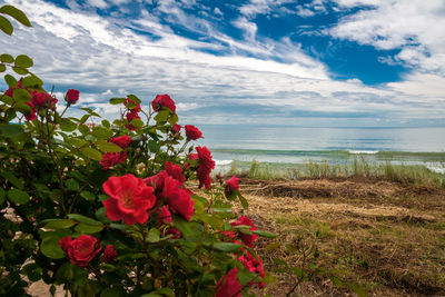 Flowering plants by sea against sky