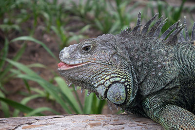 Close-up of a lizard