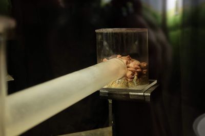 Close-up of person hand holding glass on table