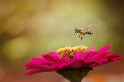 Close-up of bee flying over pink flower