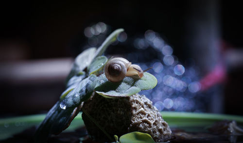 Close-up of insect on leaf at night