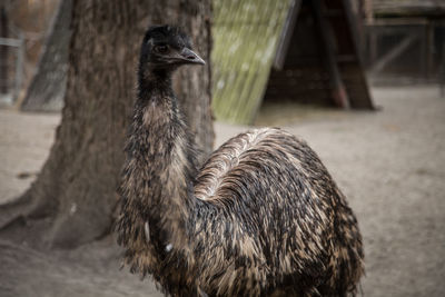 Close-up of emu perching outdoors