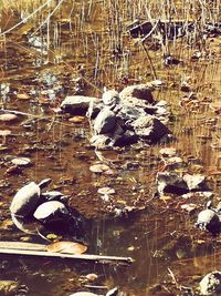 View of birds swimming in lake