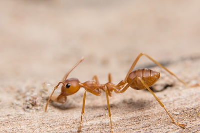 Close-up of ant on wood