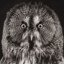 Close-up portrait of owl against black background