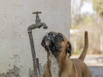 Close-up of a dog drinking water