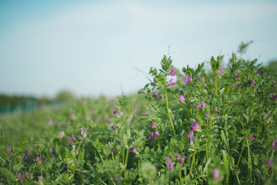 Flowers blooming on field against sky