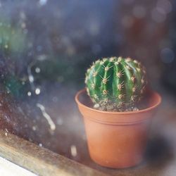 Close-up of plant