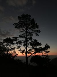 Low angle view of silhouette tree against sky during sunset