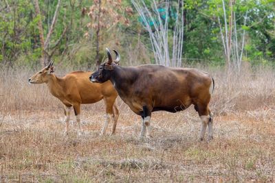 Horses standing in a forest