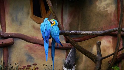 Close-up of blue parrot perching on wood