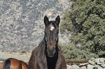 Portrait of horse