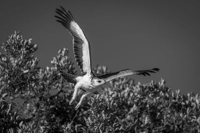 Bird flying against sky