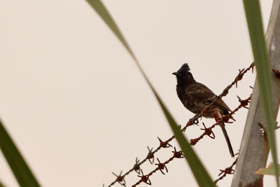 Low angle view of bird perching on plant