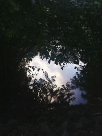 Reflection of trees in water