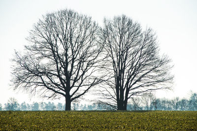 Bare tree on field against clear sky