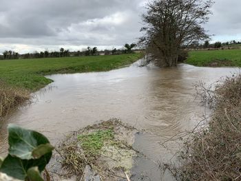 Scenic view of river by trees against sky