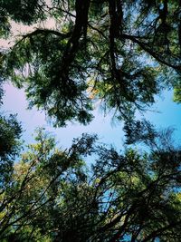 Low angle view of trees