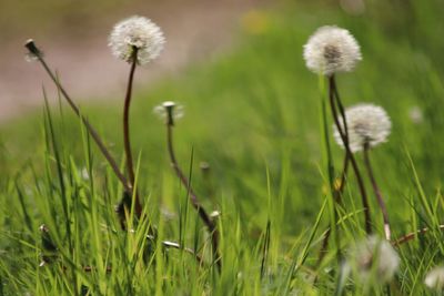 Close-up of dandelion on field